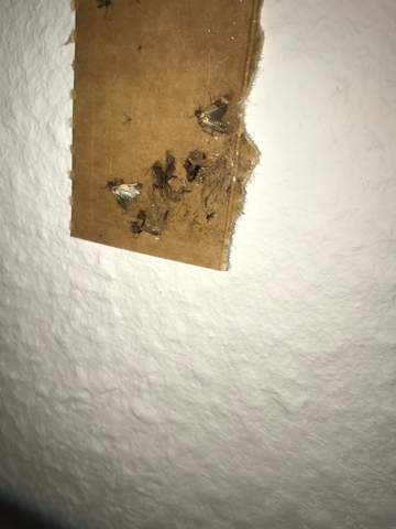 Sind Das Kleidermotten Oder Lebensmittelmotten Haushalt Insekten Motten