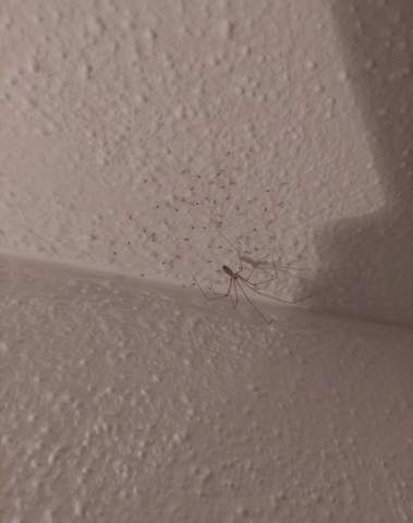 Sind das kleine Baby Spinnen und wie entferne ich das jetzt am besten?