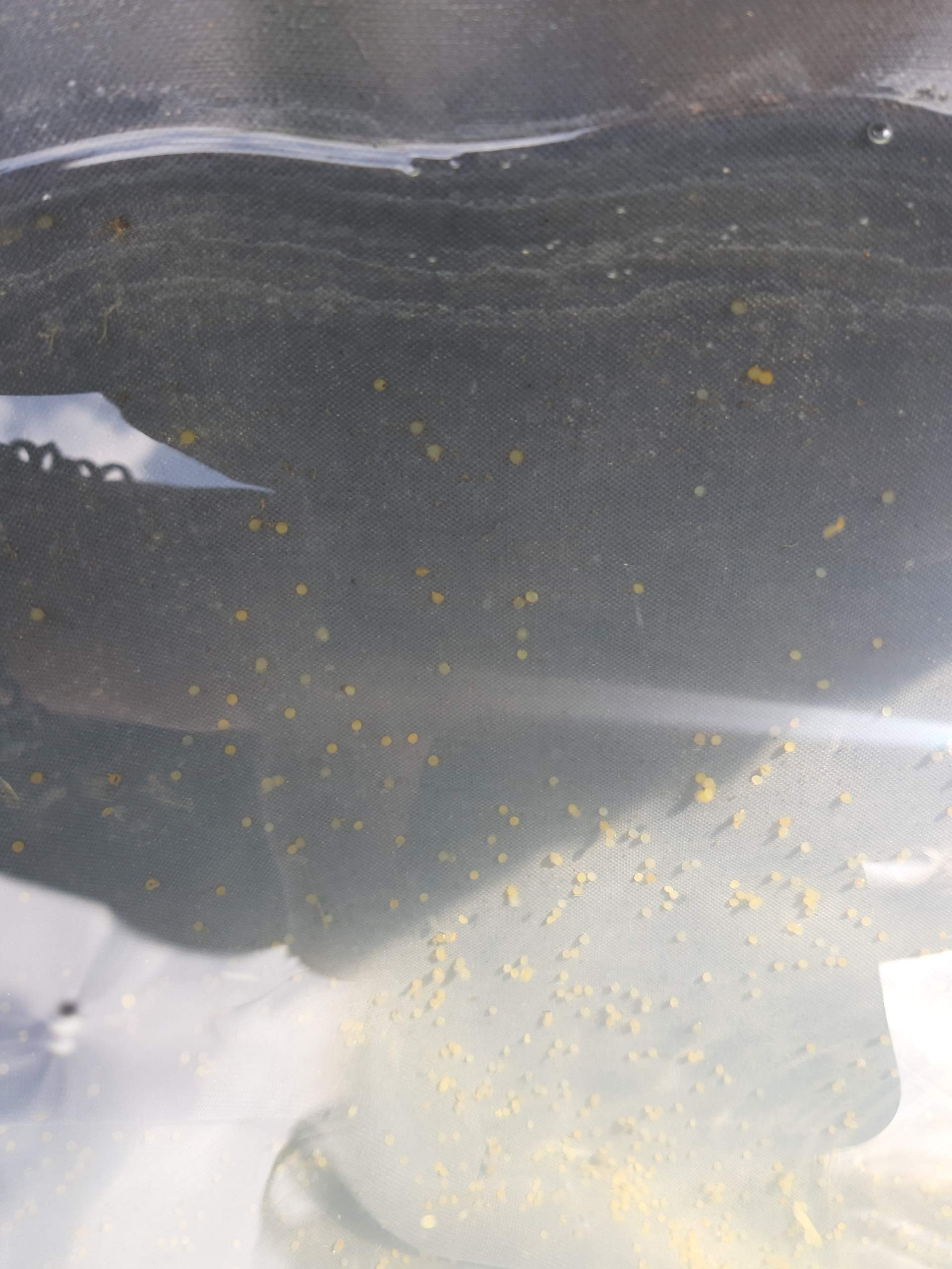 Sind das Koi Eier? (Tiere, Pflanzen, Fische)