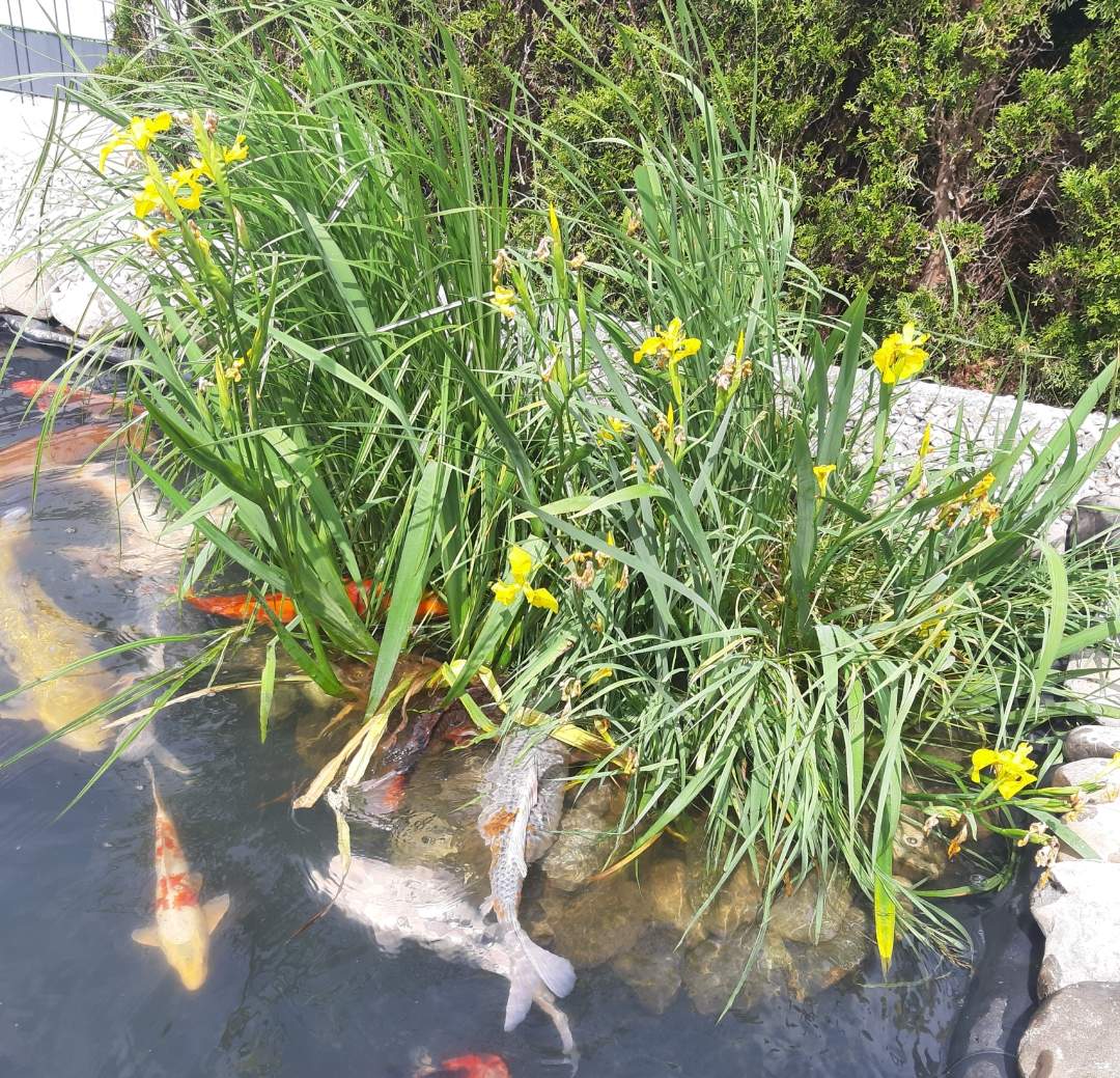 49+ Koi Eier Im Teich, Habe diese eier heute bei mir im teich
