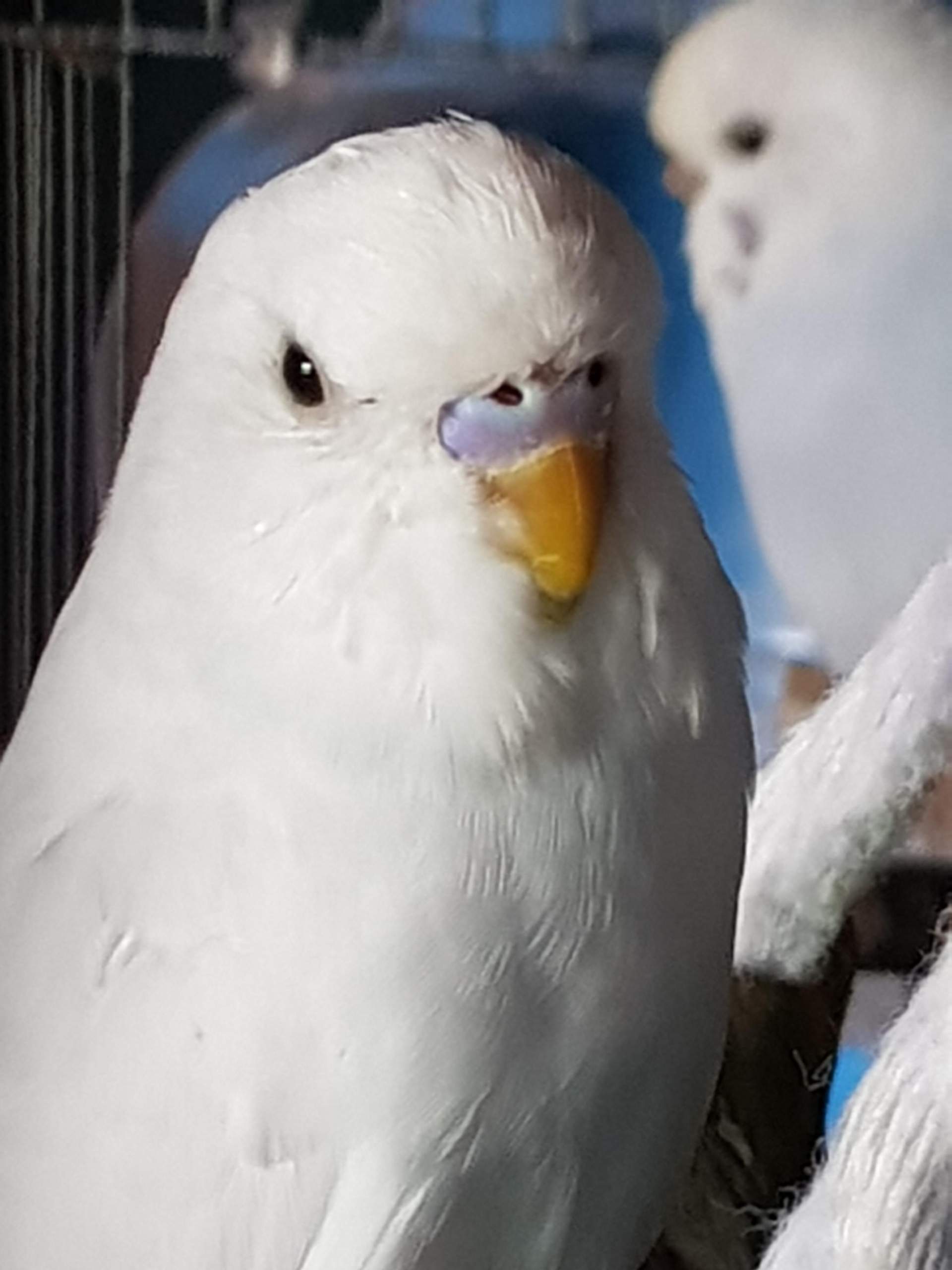 Sind das Männchen oder Weibchen (Wellensittiche)? (Tiere, Vögel, Wellensittich)