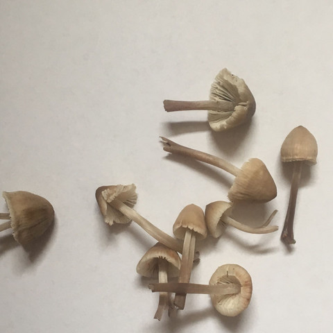 Ich habe gesehen dass die Kahlköpfige Pilze ein bisschen länger aussehen - (Pilze, mushrooms)