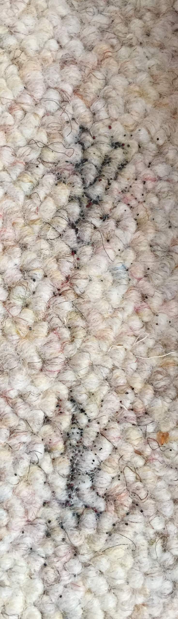 Sind das Motteneier? (Insekten, Teppich, Motten)