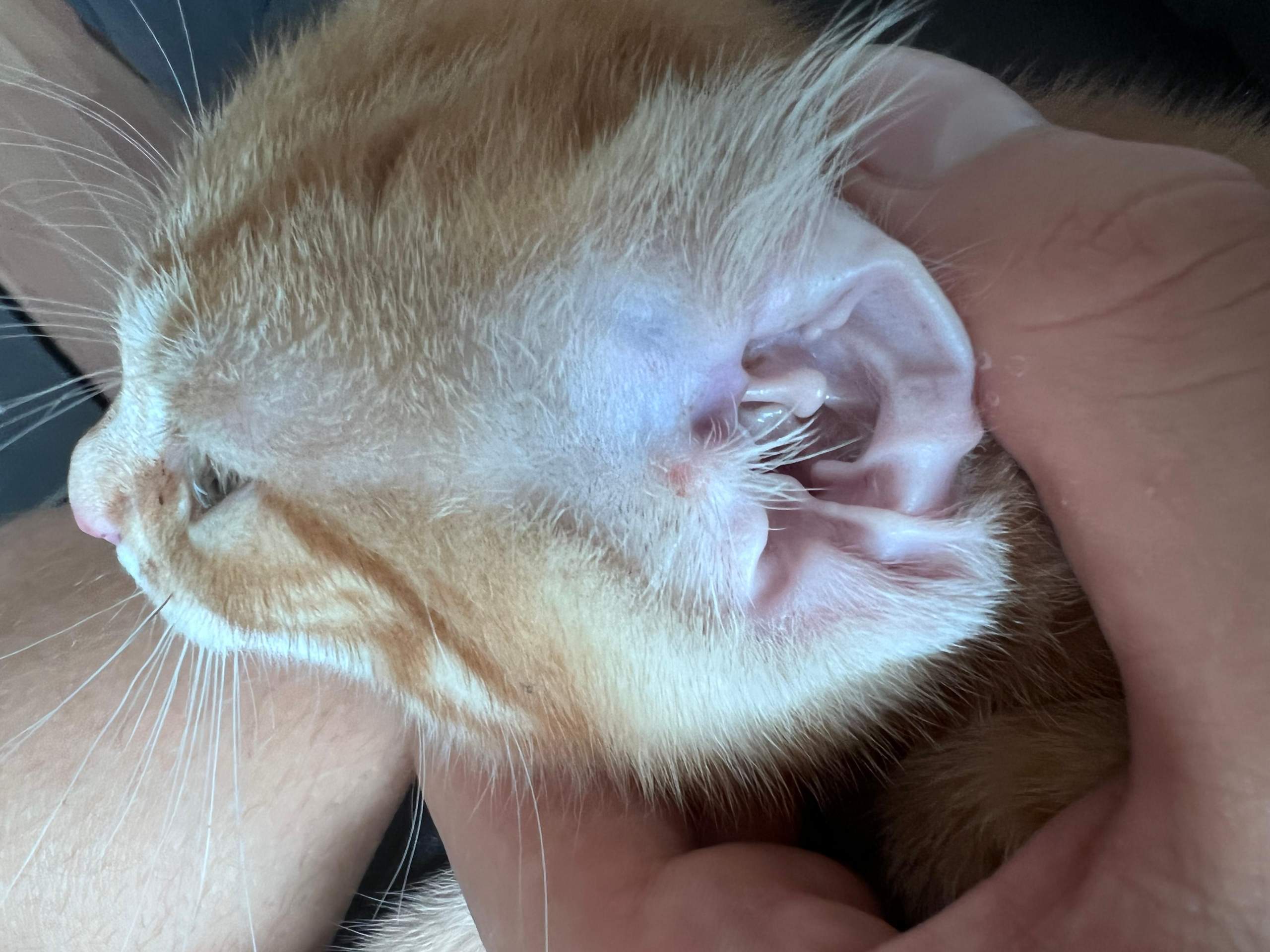 Sind das Ohr Milben? (Katze)