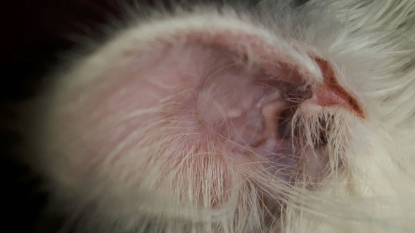Katze Kratzt Sich Den Kopf Auf Wunde Kratzen