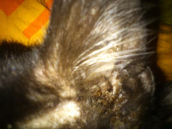 Sind Das Ohrmilben Krankheit Katzen Milben