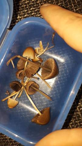 Sind Das Psychoaktive Pilze Wenn Ja Konnte Man Sie Probieren Mir Ist Das Risiko Bewusst Drogen Magic Mushrooms Psilocybin