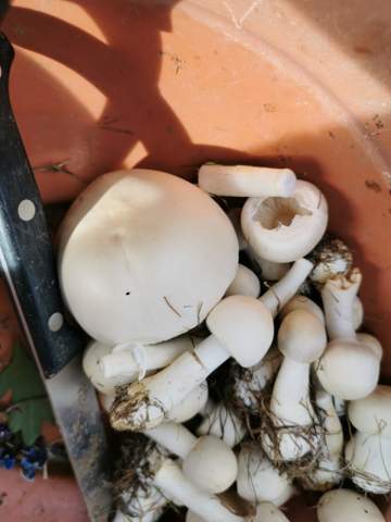 - (Garten, Pilze suchen)