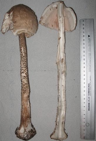 Sind Das Riesenschirmpilze Bzw Parasole Wald Pilze Pilze Sammeln