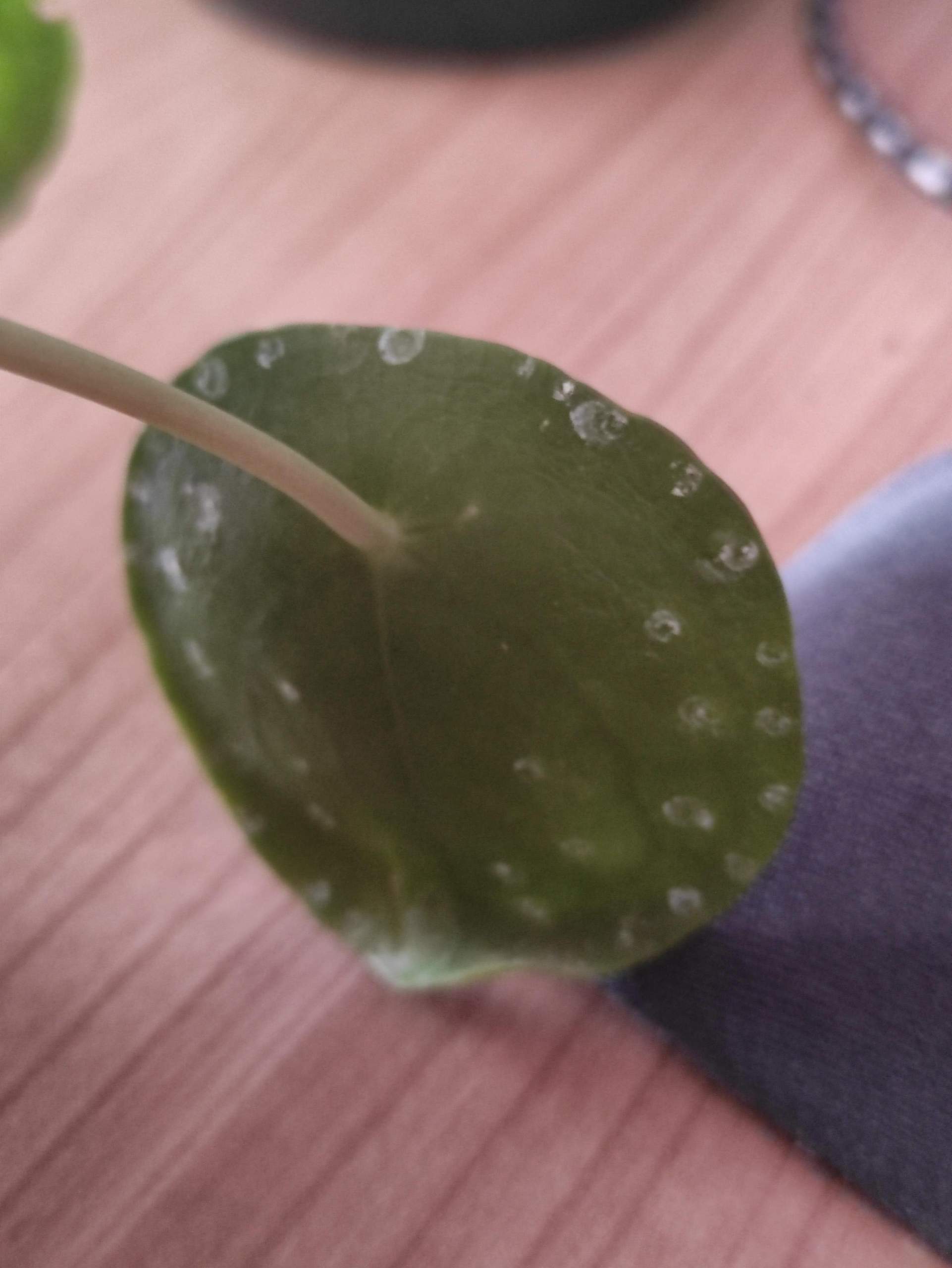 Sind das Schdlinge? (Pflanzen, Garten, Zimmerpflanzen)