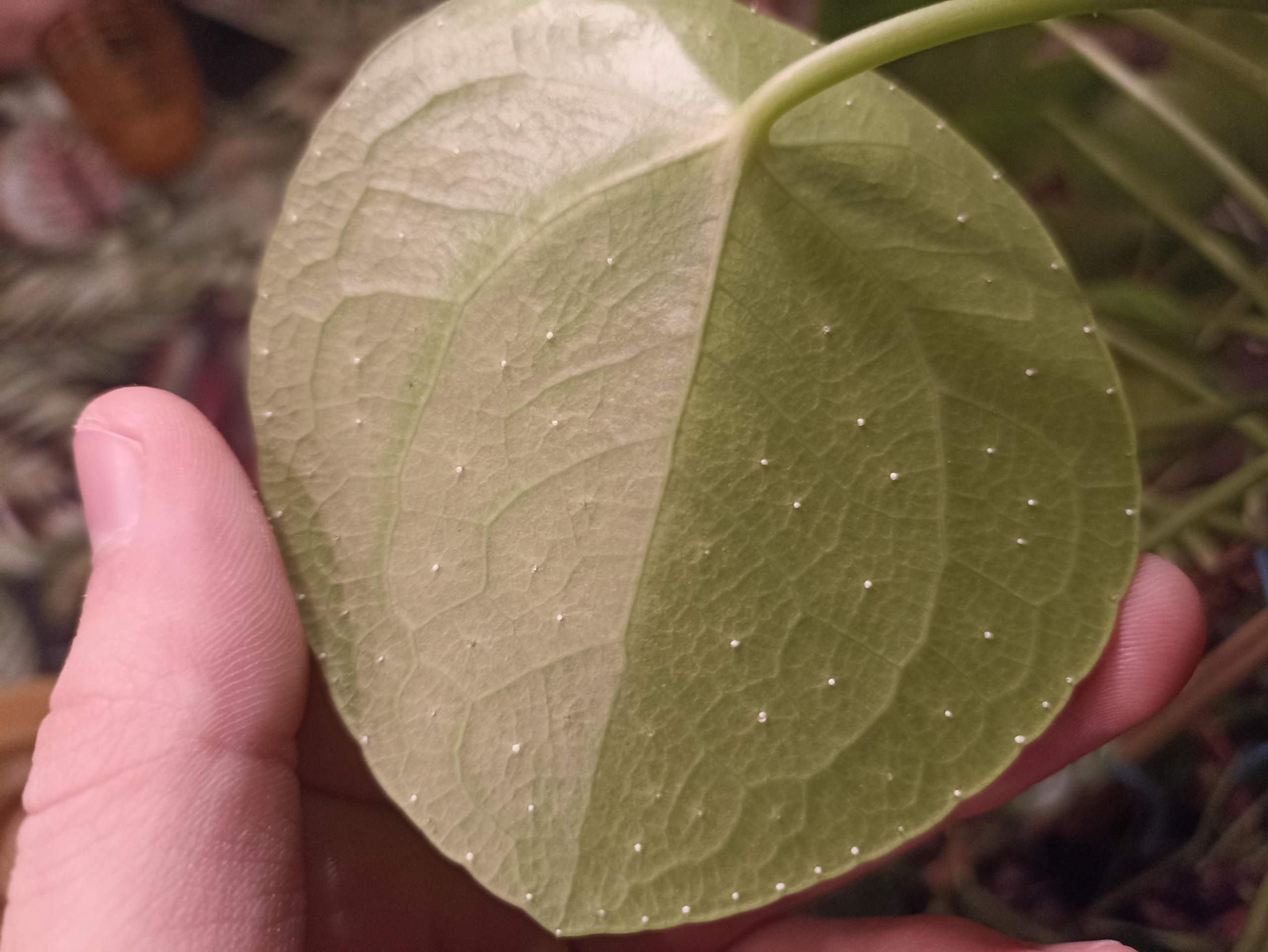 Sind das Schdlinge? (Pflanzen, Insekten, Schdlingsbekmpfung)