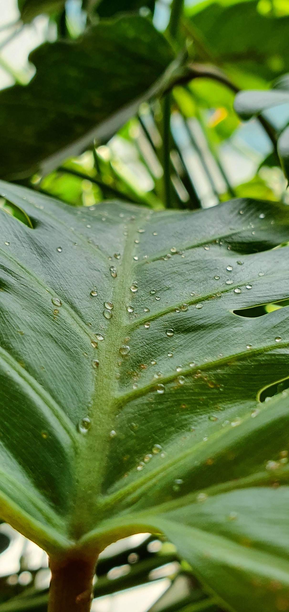 Sind das Schdlinge an meinem Philodendron? (Zimmerpflanzen,  Pflanzenkrankheit)