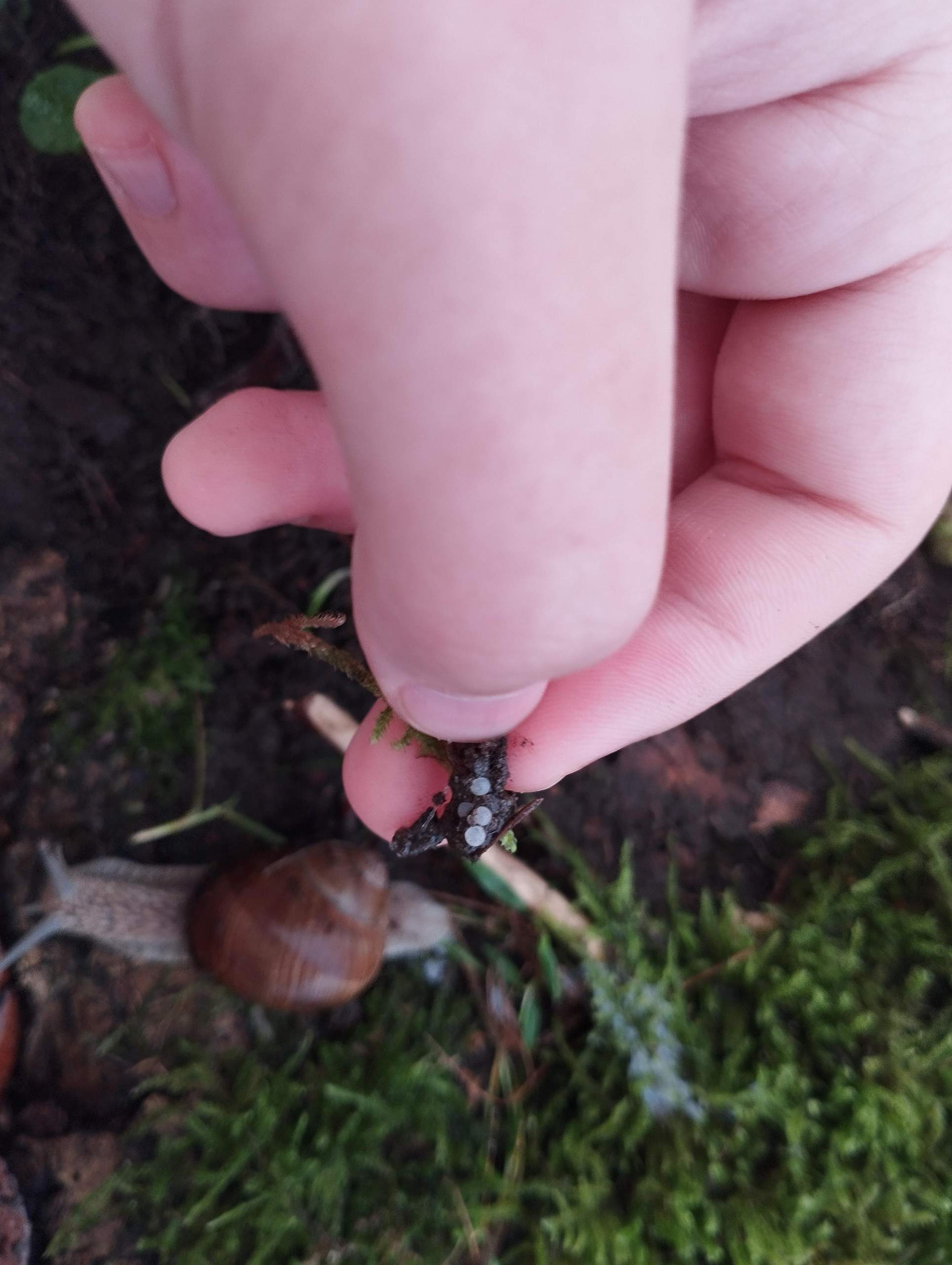 Reptile Growth Terrarium 40,6x20,3x25,4 Cm - Mit Schiebetür Für Geckos & Spinnen