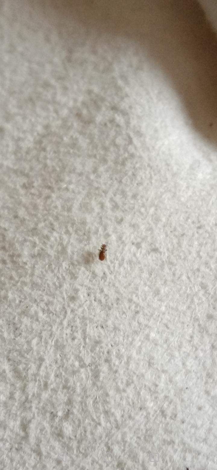 Sind das Staubläuse? (Schädlingsbekämpfung, Milben, Käferart)