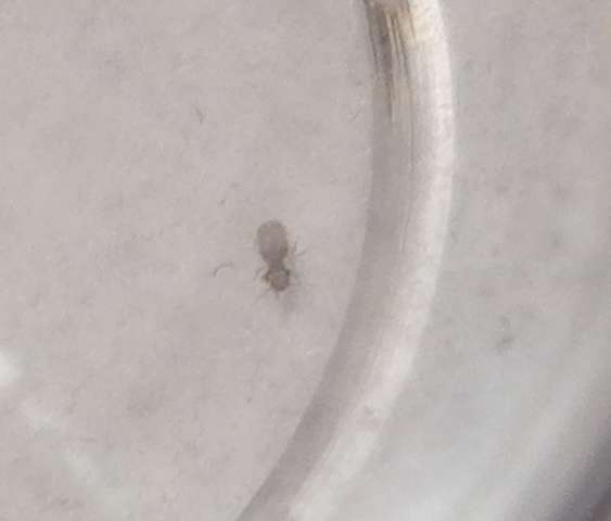 Sind Das Staublause Oder Was Anderes Insekten Im Haus