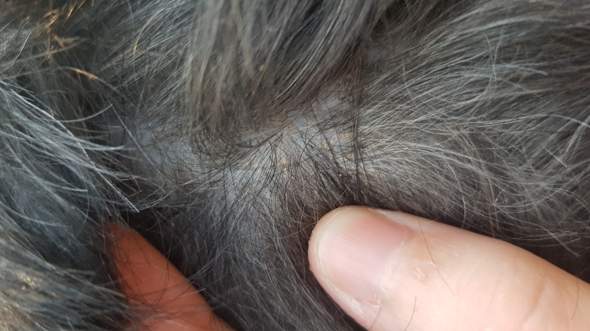 Sind das vielleicht Milben? (Gesundheit, Tiere, Hund)