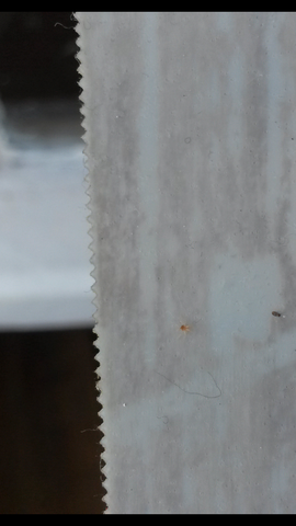 Sind Das Vogelmilben Insektenstich