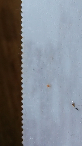 Sind Das Vogelmilben Insektenstich