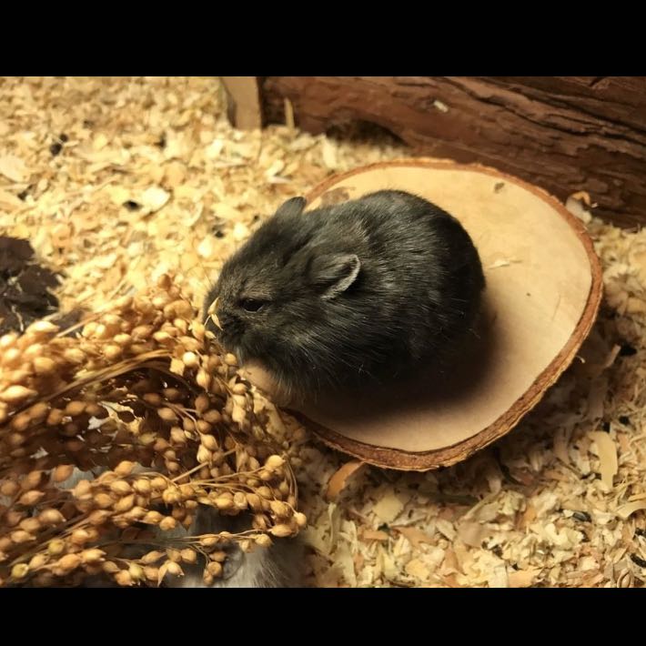 Sind das wirklich Campbell Zwerghamster? (Hamster)