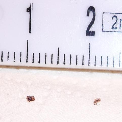 Sind das Zecken? - (Insekten, Zecken)
