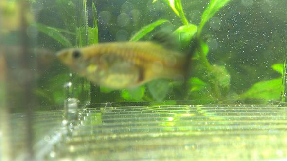 sind die 2 Guppys schwanger? (Fische, guppy)