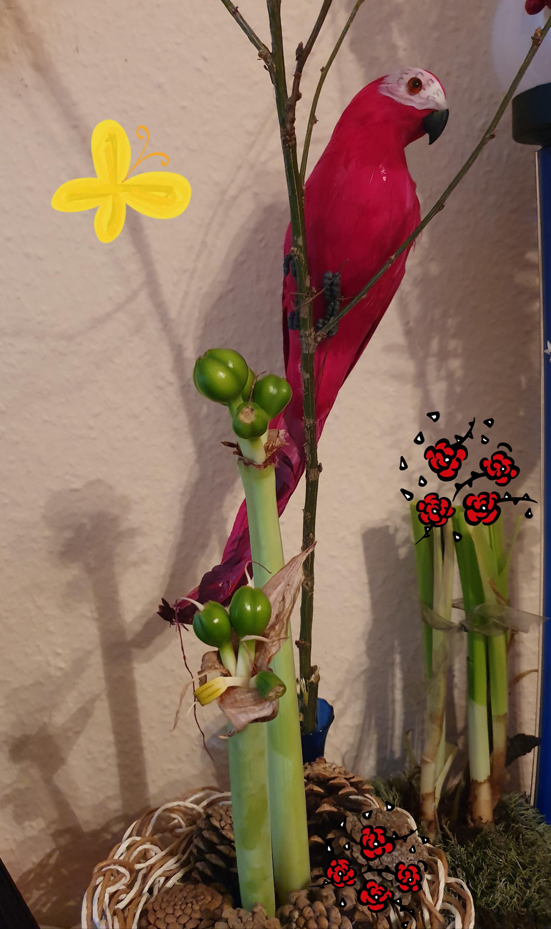 Sind die grünen Amaryllis Knollen in der Blüte Samen? (Pflanzen)