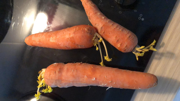 Sind die Karotten noch essbar? (Gesundheit, Ernährung, Essen)