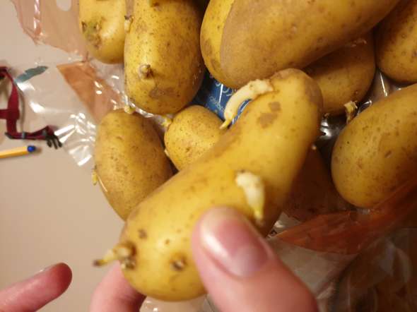 Kartoffeln Mit Keimen Essbar