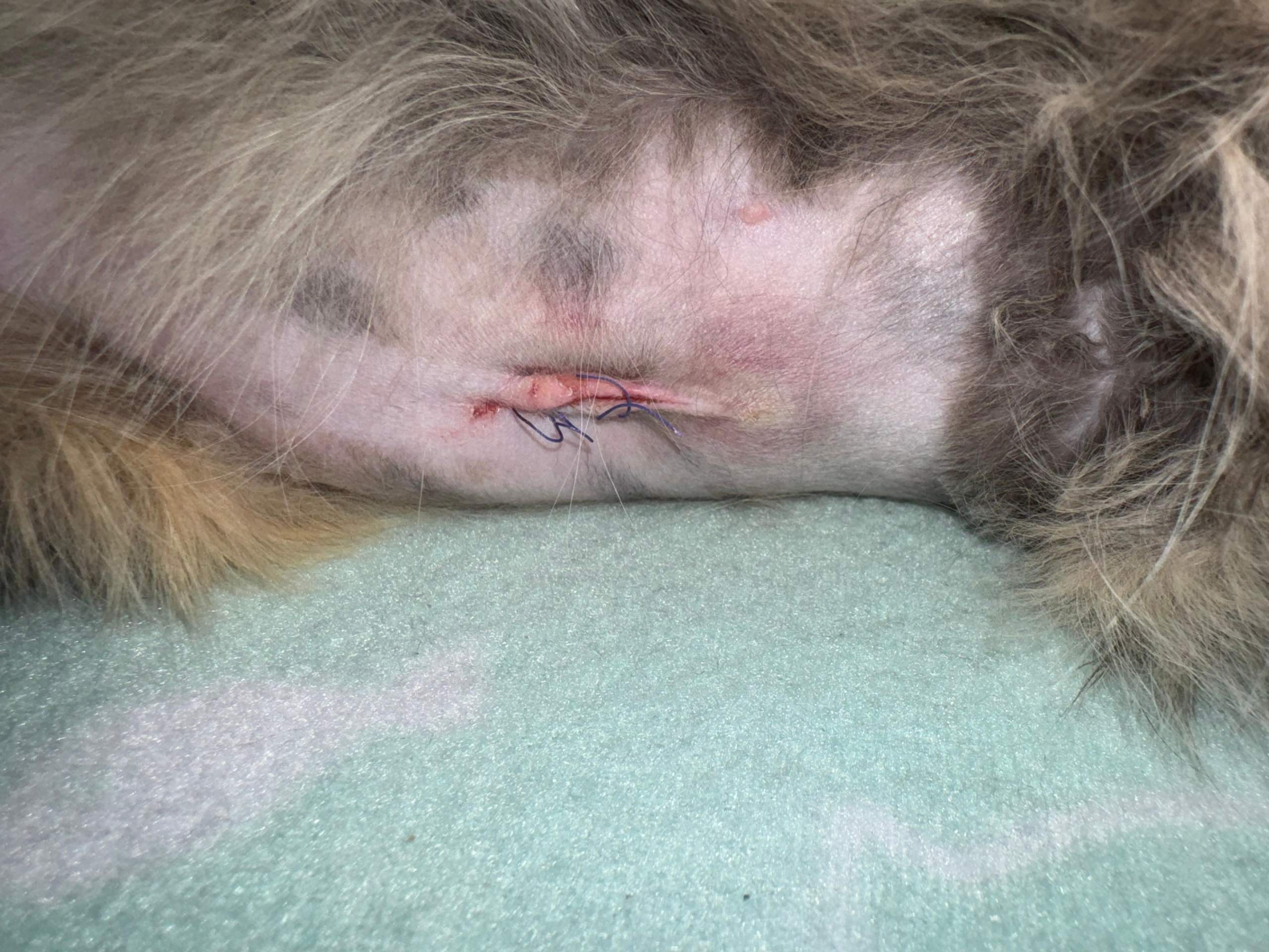 AYVRUOP Katzen-Body Nach Operation | Erholungssuit Statt Halskragen | Für Weibliche Katzen Nach Kastration