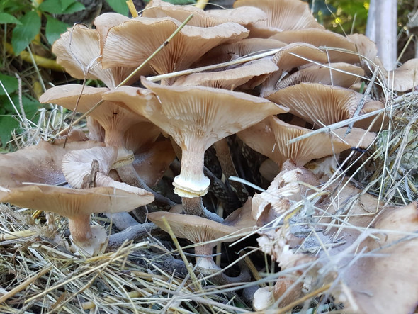 42+ Giftige Pilze Erkennen Bilder Pics