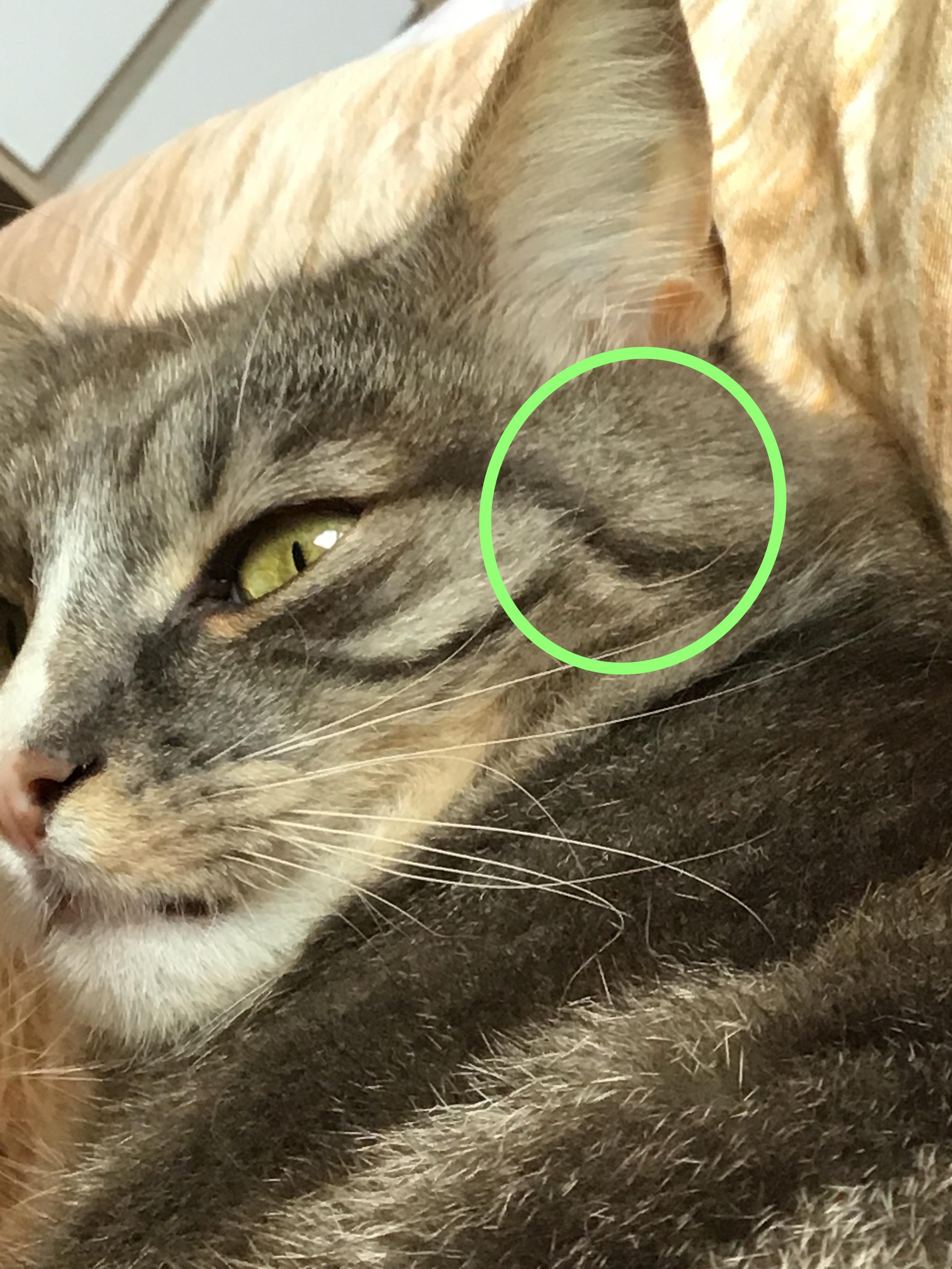 sind die schnurrhaare meiner katze an diesen stellen normal kater
