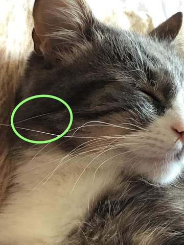sind die schnurrhaare meiner katze an diesen stellen normal kater