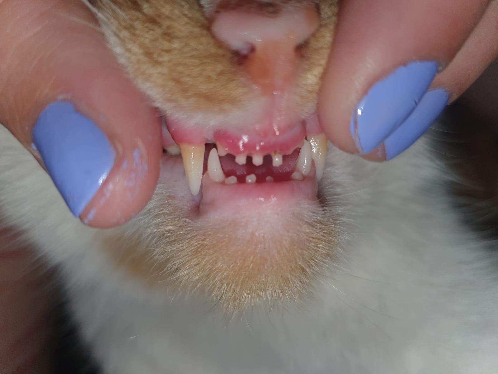 Katze Hat Das Zahnfleisch Blutet Und Schwarz