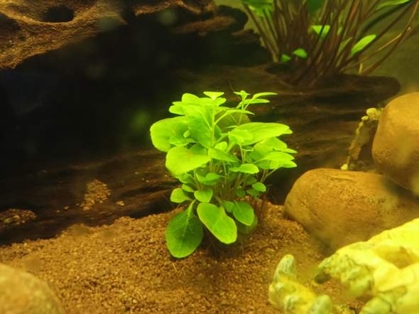 Sind diese Aquarium Pflanzen gesund?