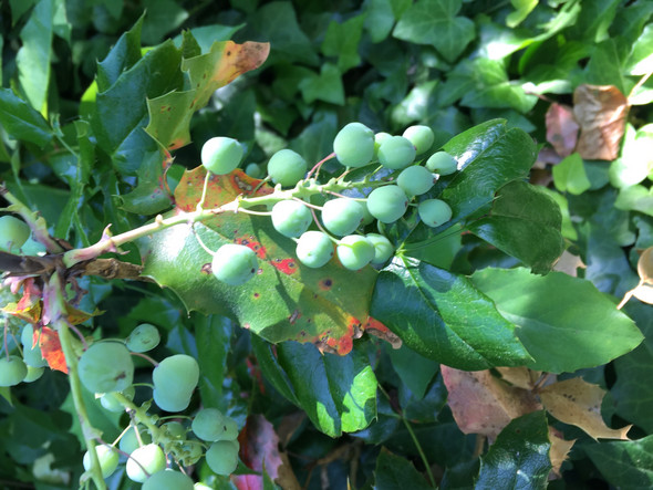 Sind Diese Beeren Gifti Giftig