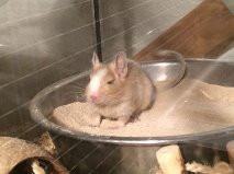 Degu - (Farbe, Degu)