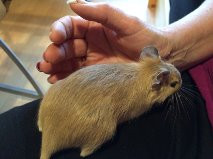 Degu - (Farbe, Degu)