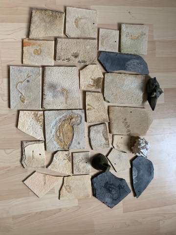 Sind diese Fossilien noch etwas Wert?