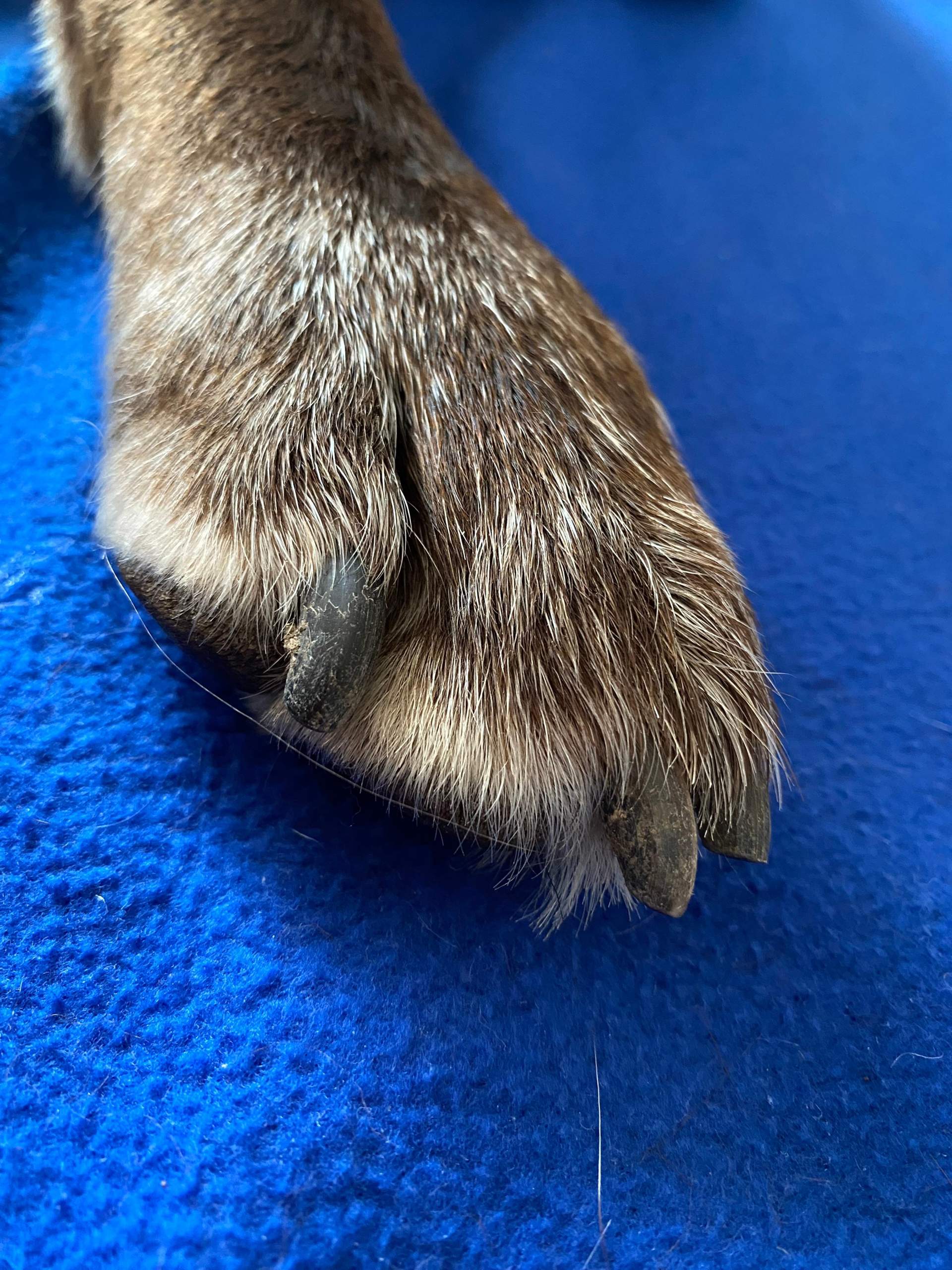 Sind diese Hundekrallen zu lang? (Hund, Krallen, krallenschneiden)