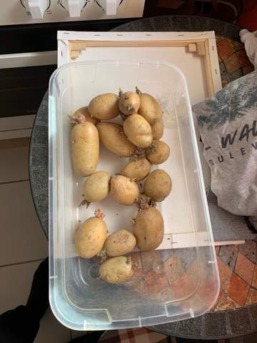 Sind diese Kartoffeln nocht gut bzw essbar?