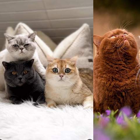 Sind diese Katzen besonders?