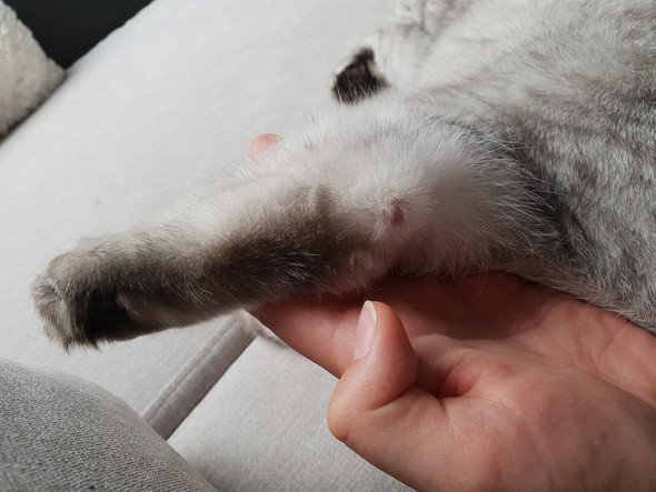 Sind Diese Knubbel An Den Hinterpfoten Normal Katze Katzen Sind Diese Knubbel An Den Hinterpfoten Normal Katze Katzen