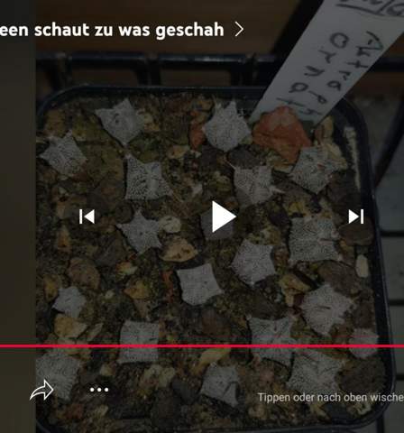 Bild zum Beitrag