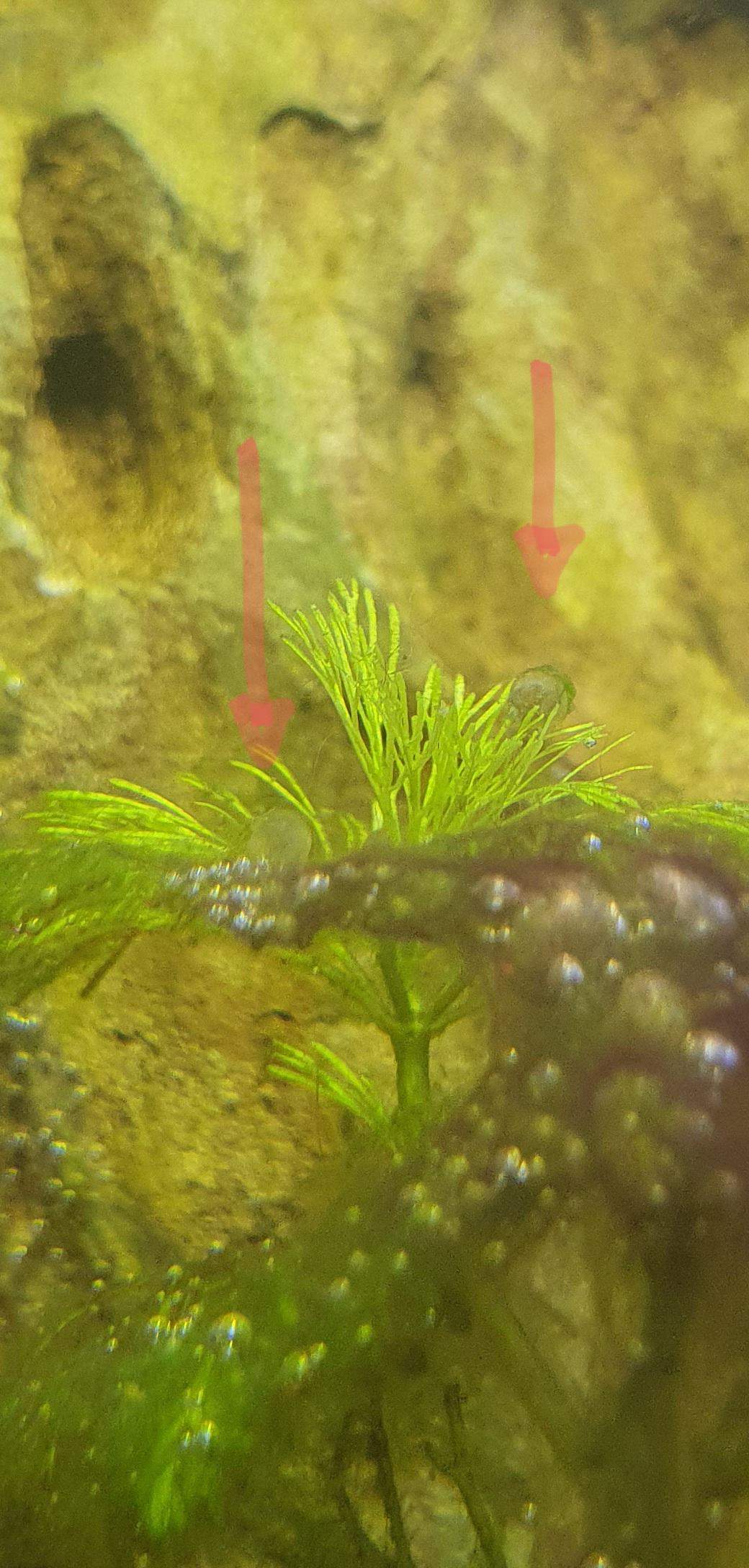 Sind diese Pandapanzerwels eier befruchtet? (Aquarium, Aquaristik, Aquariumfische)