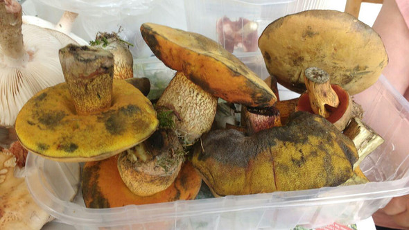Bild 1 - (Essen, Lebensmittel, Pilze)
