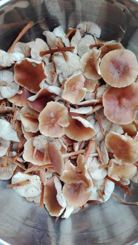 - (Gesundheit und Medizin, Naturwissenschaft, Pilze)