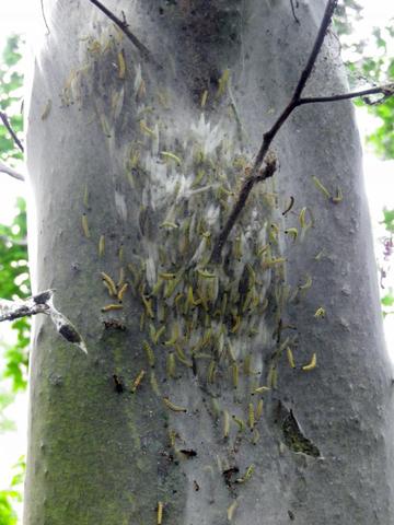 Raupenansammlung am Baum - (Natur, Insekten, Baum)