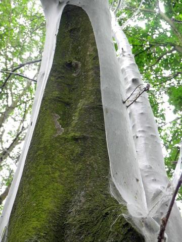 eingesponnener Baum - (Natur, Insekten, Baum)