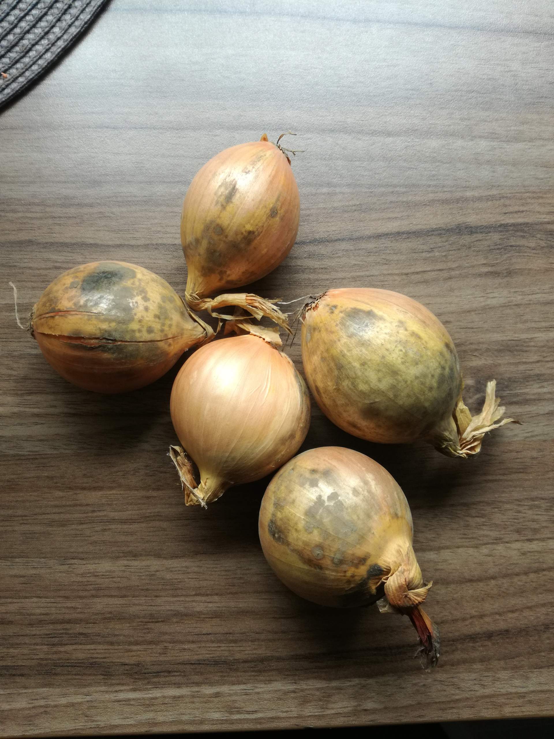 Sind Diese Zwiebel Schlecht Essen Sind Diese Zwiebel Schlecht Essen