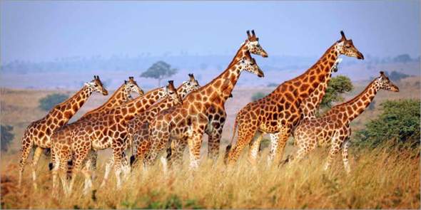 Sind Giraffen 🦒 gefährlich?